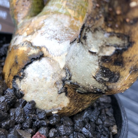 pachypodium makayense《L size》三分頭株green &gold肌&現地焼け※現地球発根後店主国内管理5年株※えげつない極wild※black bowl pot植え