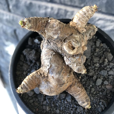 euphorbia  itremensis 《L size》※現地球発根後店主国内管理5年株※極太塊根を持ちweight低く大変将来有望な良樹形※mad black bowl pot植え