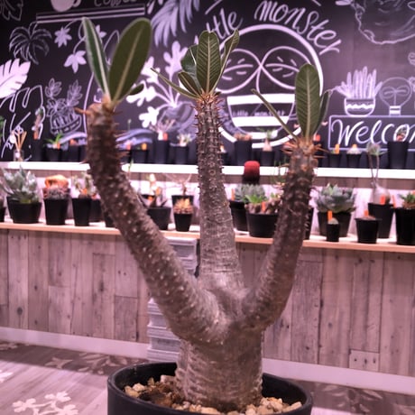 packypodium    cactipes《M size》発根済み株