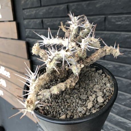 sarcocaulon crassicaule《大きめL size》※現地球発根済株※店主国内管理4年株※ヤバい枝振り鋭く赤味ある強刺に縮れ葉＆白花なwild株※mad black pot植え