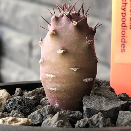 euphorbia  pachypodioides《S size 》※littmon seed🌱※まだまだ小振りが故に今後の成長過程をより感じられる一株※mad black pot植え