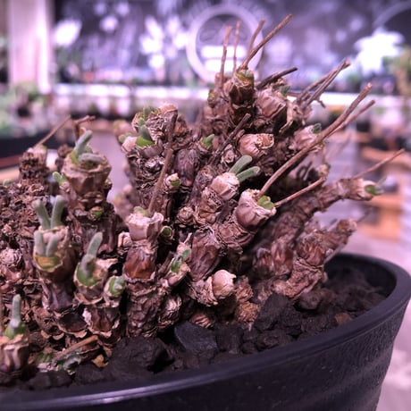 monilaria   pisiformis《L size》※モニラリア属　最上位種　激希少群生株 ※冬型caudex‼︎   ※浅鉢植え