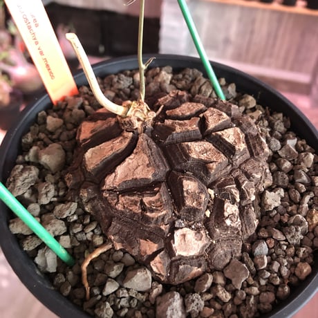 dioscorea  macrostachya メキシコ亀甲竜《大きめM size》※現地球らしい偏平に彫深き立体樹形がwild且つベストサイズな夏型メキシコ亀さん※浅鉢植え
