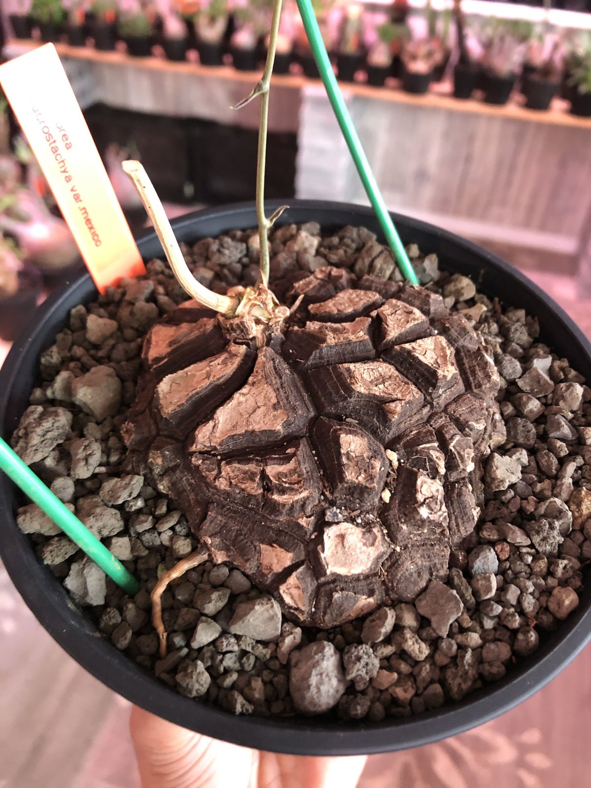 dioscorea macrostachya メキシコ亀甲竜《大きめM size》※現地球 dioscorea macrostachya メキシコ亀甲竜《大きめM size》※現地球
