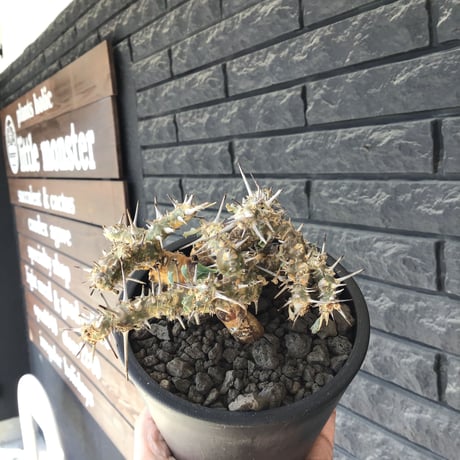 sarcocaulon crassicaule《M size》※現地球発根済株※発根後店主国内管理2年株※興奮するほど良枝振り‼︎強棘に縮れ葉＆白花のギャップ萌えな一株※mad black pot植え