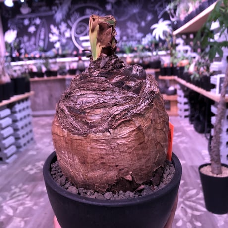 boophane   disticha  《 L size》※驚愕‼︎big過ぎる球体株‼︎※mad black bowl pot植え