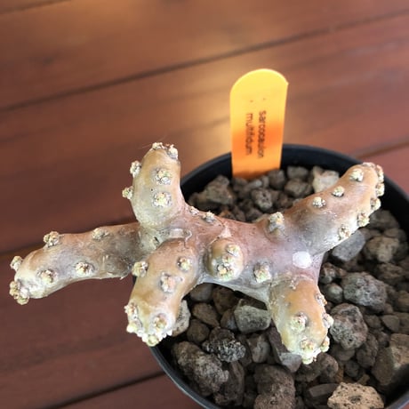 sarcocaulon   multifidum  《size S》
