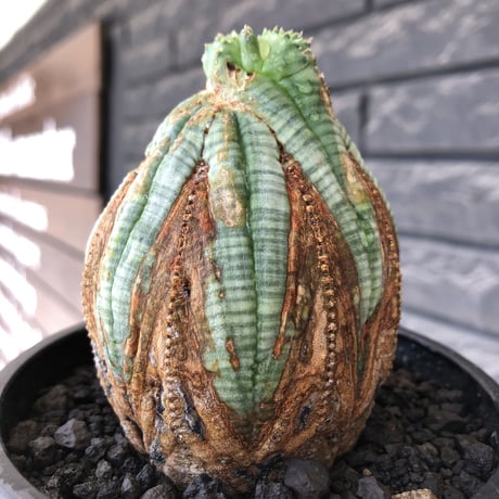 euphorbia obesa  old《L size 》※現地球株発根済※極木質化が進みビンテージ感強き年代物なワイルドオベサ‼︎※mad black bowl pot植え