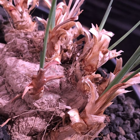 calibanus hookeri（大きめM size）※現地球発根済株※店主国内管理5年株※大変育てやすく地植えも可能な強靭フーケリー‼︎※mad black pot植え