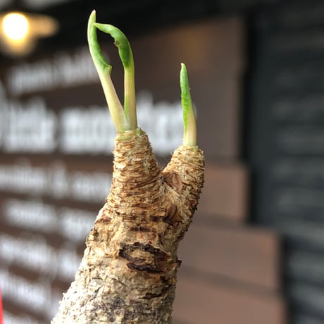 euphorbia fishbone《M size》※現地球株発根済※希少‼︎現地球株は極めて流通少なく愛くるしさと味深き白花も醍醐味※black pot植え