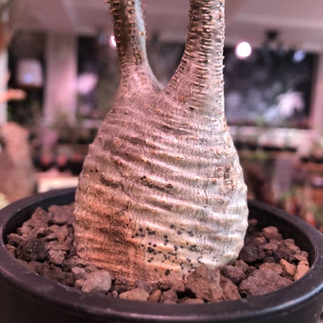 pachypodium  gracilius《S size》希少ニ頭枝美株※現地球発根済株※店主国内管理2年株※小振りでかわいい綺麗肌グラキ‼︎希少ニ頭枝選抜株※mad black pot植え