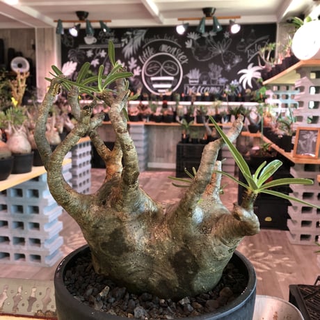 packypodium  gracilius《LL size》W-he'd株※現地球発根済株※店主国内管理6年株※良バランス＆現地焼け＆短枝ぼってり選抜株‼︎※mad black bowl pot植え