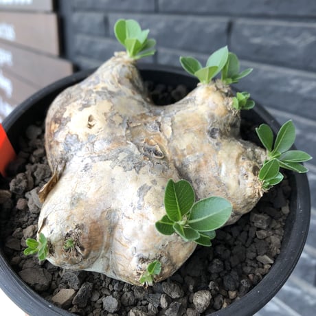 pachypodium brevicaule恵比寿笑い《大きめM size》※現地球発根後店主国内管理3年株※大きめながら纏まった良サイズ感‼︎※mad black bowl pot植え