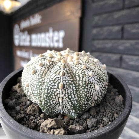 astrophytum asterias var.ミラクル兜《L size》大きめ且つ極白肌が堪らない‼︎希少兜※店主国内管理9年株  ※mad black bowl pot植え