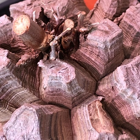 dioscorea elephantipes アフリカ亀甲竜《大きめM size》※今後輸入が厳しい南アフリカ物‼︎現地球らしい切れ目強き立体樹形の大きなwild亀さん※浅鉢植え※冬型種※限定2株