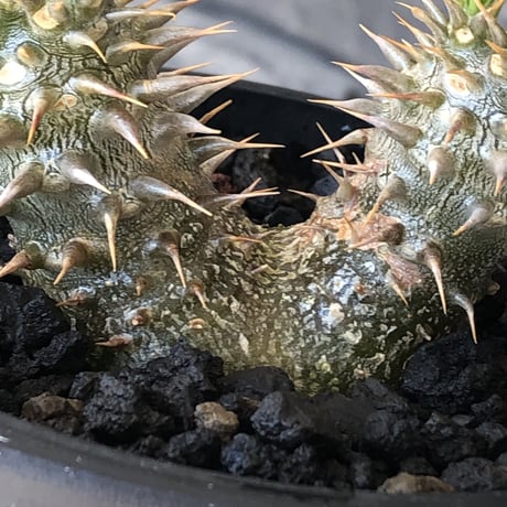 pachypodium densicaule ｗ-he'd恵比寿大黒《M size》※littmon seed🌱※恵比寿大黒らしからぬ双頭株のかわいい一株※mad black bowl pot植え