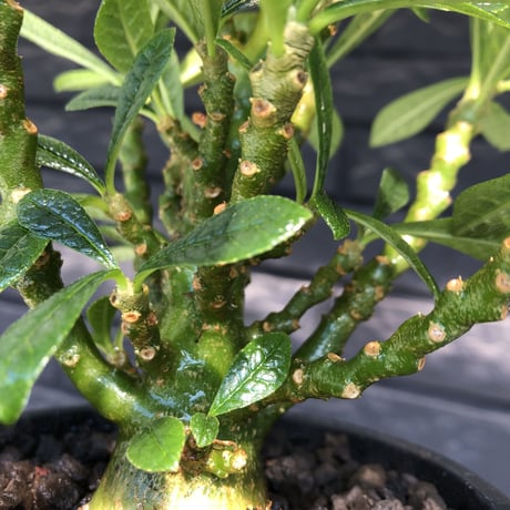 希少‼︎dorstenia   gigas《大きめM size》littmon  seed🌱7年株※ぼってり株元に半端ない枝振りなリトモン渾身の一株‼︎将来有望ギガス※mad black pot植え