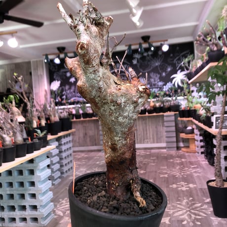 commiphora   orbicularis《 L  size》発根剪定済株※牛骨みたく極太幹幅で赤肌‼︎枝作り楽しみなbalance良き希少種‼︎※オススメ株‼︎※mad black pot植え