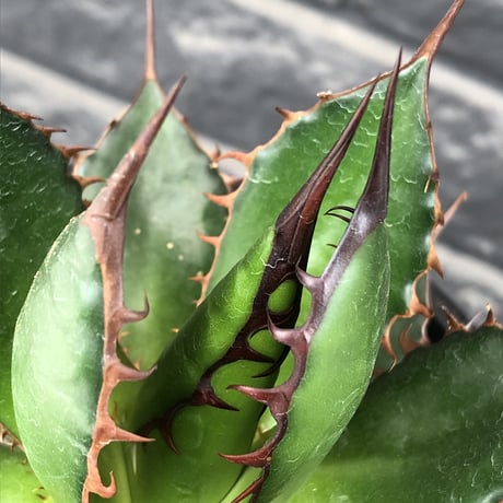 agave  horrida《大きめM size》※発根後店主国内管理2年株※締まり良きbest sizeなホリダ※mad black bowl pot植え