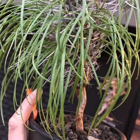didierea  madagascariensis《大きめM size》※激希少株※シルバーの棘に覆われたイカした奴　※mad  black  pot植え