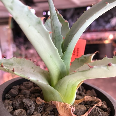 agave zebra《M size》※現地球株発根済※ゼブラ縞模様が美しい良きサイズ感な人気者※black pot植え
