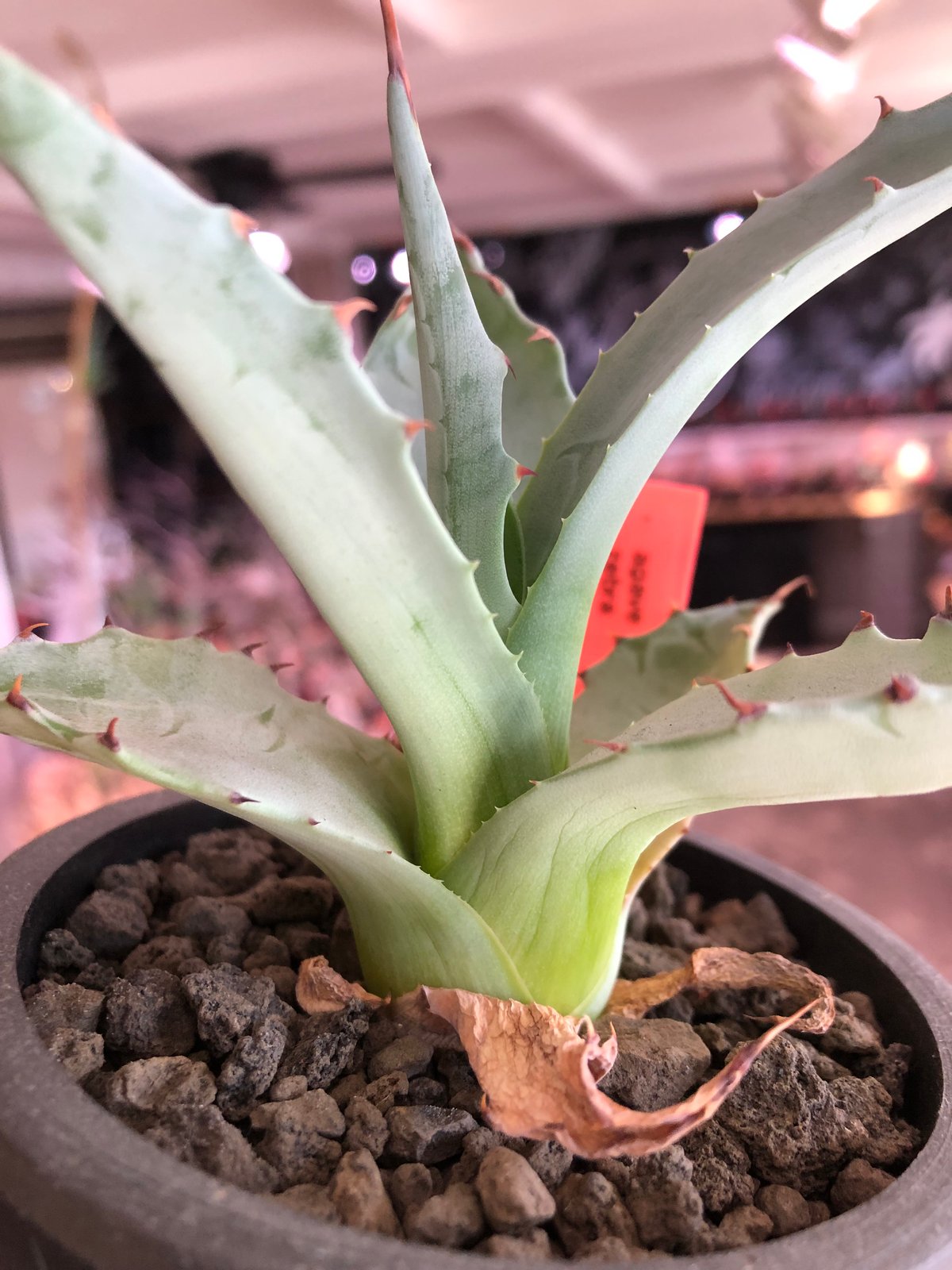 agave zebra《M size》※現地球株発根済※ゼブラ縞模様が美しい