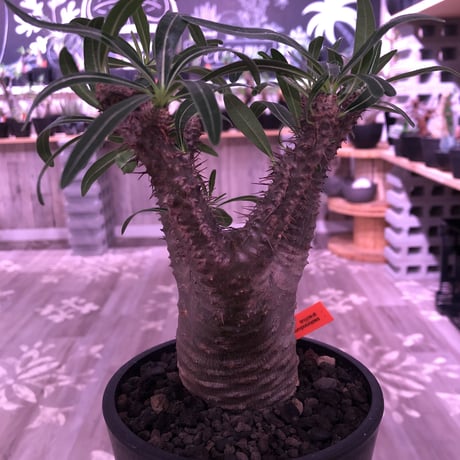 packypodium  gracilius《M size》※現地球発根済み株‼︎  （限定1株）筋筋とボコボコを主張する枝振り激しいwildグラキ‼︎ ※mad black pot植え