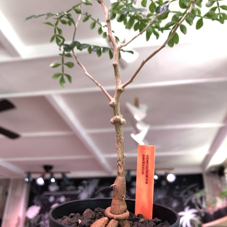 opercullicarya   packypus  littmon  seed🌱 《3年半株》幹も太く‼︎&枝振り樹形良きパキプス‼︎※限定1株