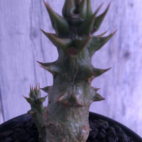 packypodium    baronii