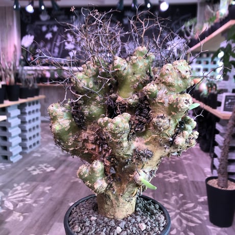 tylecodon    reticulatus《L L size》現地球発根済株※店主国内管理4年株※ヤバいほど太過ぎる株元に網目状な針の装い‼︎impact絶大※mad black pot植え