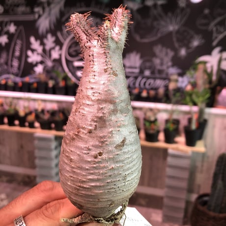 packypodium    gracilius《S size》輸入まもないまん丸新鮮株🌵vo②  限定1株