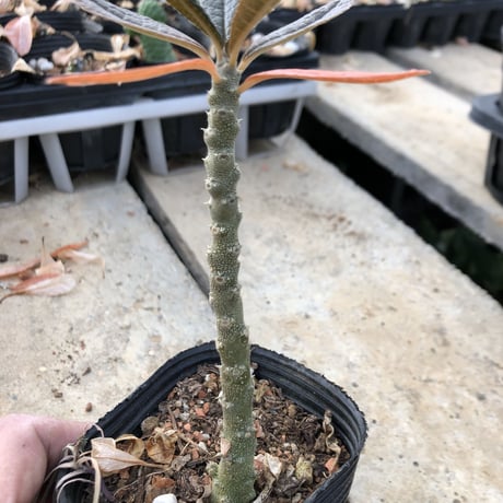 希少 dorstenia   gigas《M  size》