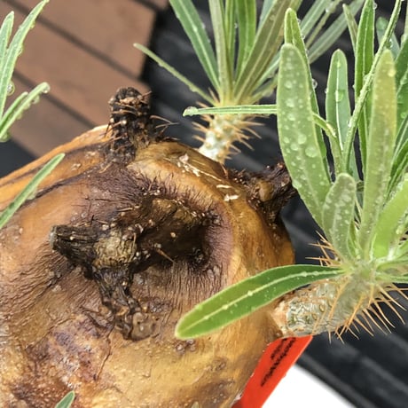pachypodium gracilius《L size》※現地球株発根済（店主所有株）※360度現地焼け表皮&360度胴吹き枝を持つ唯一無二過ぎる渾身の一株※mad black bowl pot植え