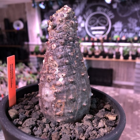 euphorbia   pachypodioides《大きめM size 》※ボコボコ肌＆個体差の赤肌ぼってり樹形‼︎葉の表がグリーンで葉裏色と紫花な魅力的‼︎※mad black pot植え