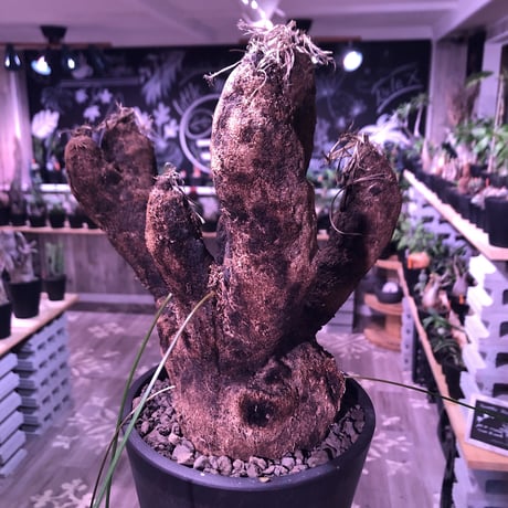 xerophyta  trichophylla《L L size》※現地球発根済株‼︎※驚愕最強靭株‼︎今回は極太キセロ‼︎※限定３株※mad black pot植え