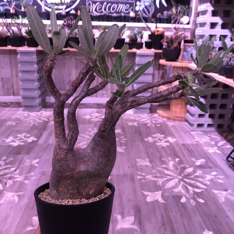 packypodium  gracilius《L size》 ※現地球株  発根済み株‼︎  （限定８株）