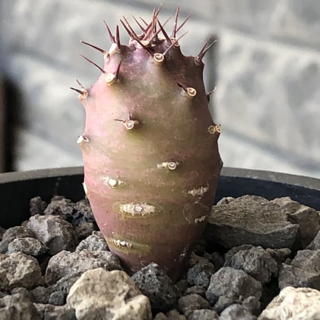euphorbia  pachypodioides《S size 》※littmon seed🌱※まだまだ小振りが故に今後の成長過程をより感じられる一株※mad black pot植え