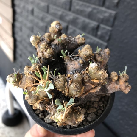 othonna  euphorbioides《L size》black肌※現地球発根後店主国内管理5年株※極太低重心&ボコボコ半端なき枝振りが堪らない良樹形※mad black pot植え