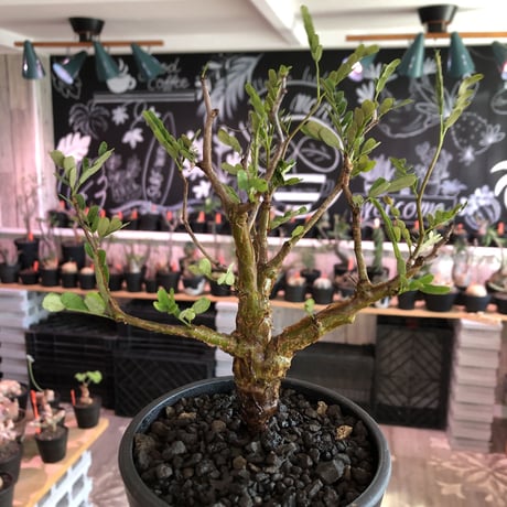 senna  meridionalis《 小さめM size》※現地球発根済株※大変幹の色が濃く、特化した肌質のセンナ‼︎上品＆綺麗な逆になきサイズ感‼︎※オススメ株※mad black pot植え