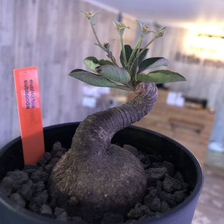 euphorbia   subapoda《S  size》特化した唸り& best balance株