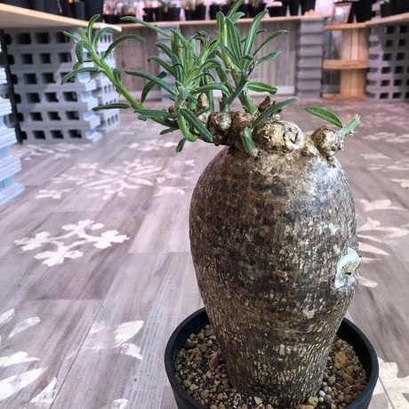 packypodium  succulentum《L L size》希少size‼︎大株！！