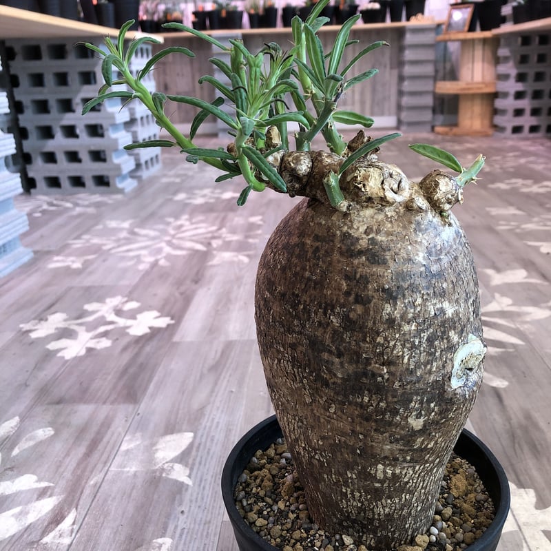 packypodium succulentum《L L size》希少size‼︎大株！！