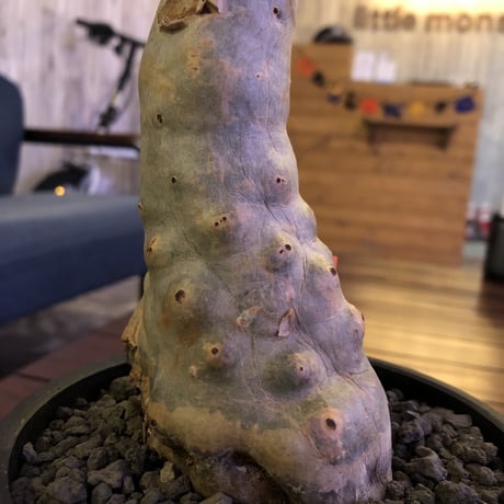 cyphostemma  betiforme《M  size》ボコボコが堪らない‼︎大変人気なベティフォルメ　※mad black pot植え