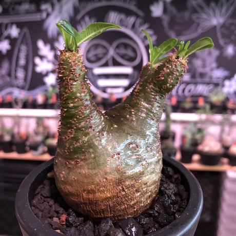 pachypodium  gracilius《小さめM size》希少green肌＆ニ頭枝株※現地球発根済株※店主国内管理2年株※極色もニ頭枝も樹形も三拍子※mad black pot植え