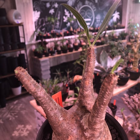 packypodium  gracilius《M  size》※現地球発根済株※霜降り茶肌colorのぼってり樹形‼︎選抜株※mad black pot植え
