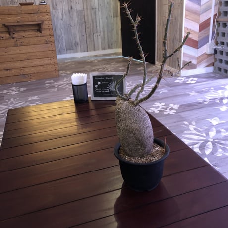 packypodium  bispinosum