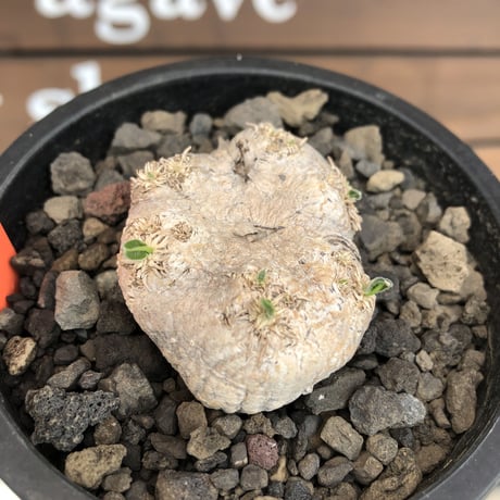 pachypodium  brevicaule恵比寿笑い《S size》※現地球発根後店主国内管理2年株※逆に流通少なき激かわサイズ‼︎ほっこりし堪らない一株‼︎※mad black pot植え
