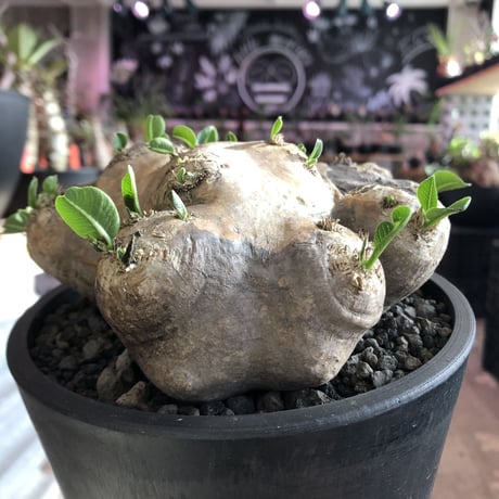 packypodium  brevicaule恵比寿笑い《L size》※現地球発根済株※現地焼け＆表皮のメクれ！もっこり座高高めの立体樹形‼︎今後流通少なくなります※mad black pot植え
