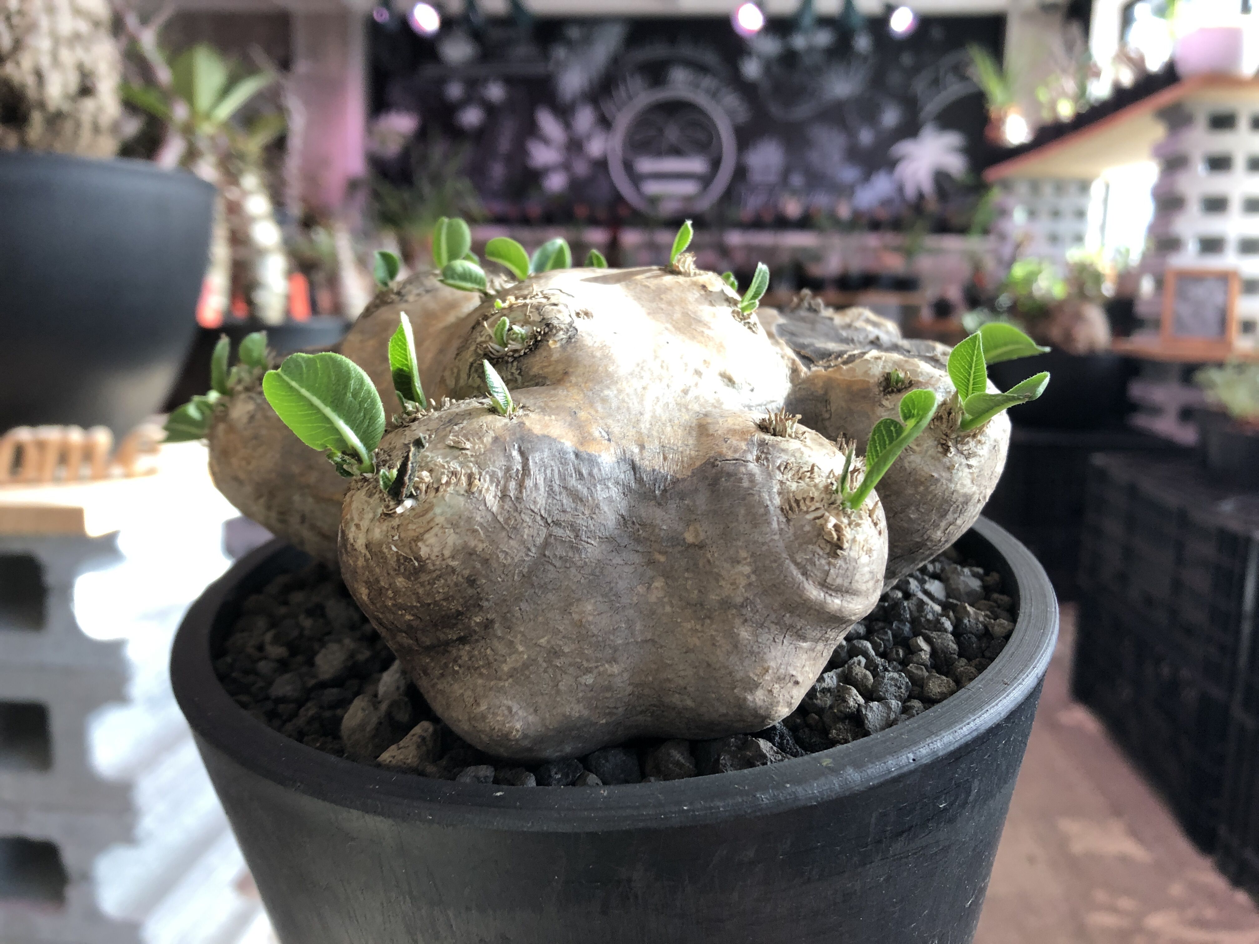 packypodium brevicaule恵比寿笑い《L size》※現地球発根済株※現地