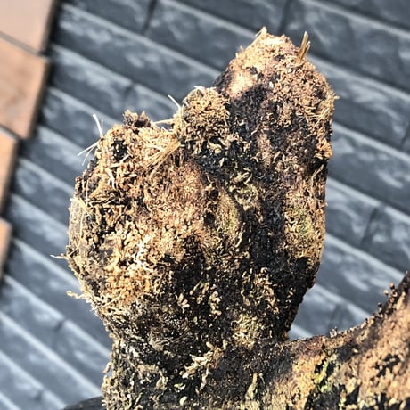 xerophyta  trichophylla《S size》※現地球発根済株※驚愕強靭株※幹太め&限りなくweightはlow‼︎これでもかわいい小振りサイズ※mad black pot植え